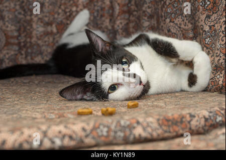 Un chat sauvé à Chelsea à New York, le Jeudi, Janvier 11, 2018. (© Frances M. Roberts) Banque D'Images