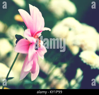 Vintage fleurs de jasmin foisonnent sur le buisson au lever du soleil dans le jardin. Banque D'Images