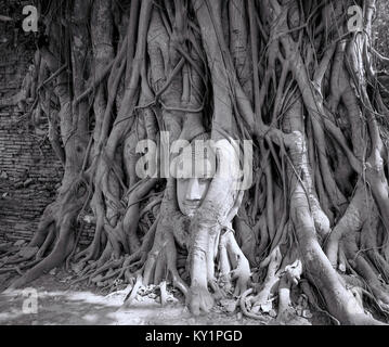 Tête de Bouddha dans les racines des arbres dans les ruines de ce qu'Mahathat à Ayutthaya, Thaïlande,Asia Banque D'Images