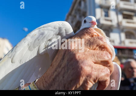 Thessalonique, Grèce, le 6 janvier 2018 : gros plan de la main qui est titulaire d'un pigeon, au cours d'une cérémonie de l'Epiphanie pour bénir l'eau. Cette cérémonie m Banque D'Images