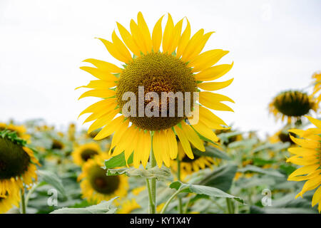 En gros ou de tournesol Helianthus annuus parmi les plus la météo, ciel bleu, et journée ensoleillée. C'est les belles fleurs Banque D'Images