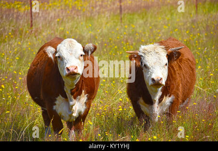 Vache et taureau dans un champ de pissenlits. Banque D'Images