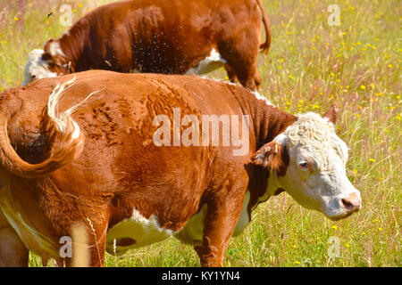 Un essaim de mouches partout cette vache pregnat et elle n'est pas heureux à ce sujet. Certains des mouches sont de son aéroporté swatting eux. Banque D'Images