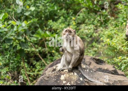 Javaneraffe (Macaca fascicularis) im a Riviere-noire-Gorges-Nationalpark, Maurice, Afrika | crab-eating macaque (Macaca fascicularis), rendez-vous sur la Rivière Noire Banque D'Images