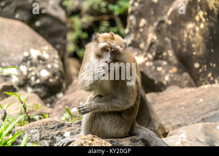 Javaneraffe (Macaca fascicularis) im a Riviere-noire-Gorges-Nationalpark, Maurice, Afrika | crab-eating macaque (Macaca fascicularis), rendez-vous sur la Rivière Noire Banque D'Images