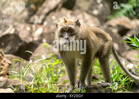 Javaneraffe (Macaca fascicularis) im a Riviere-noire-Gorges-Nationalpark, Maurice, Afrika | crab-eating macaque (Macaca fascicularis), rendez-vous sur la Rivière Noire Banque D'Images