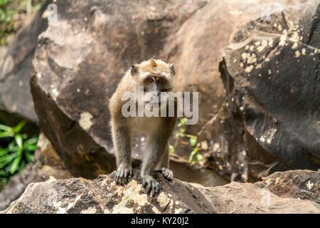 Javaneraffe (Macaca fascicularis) im a Riviere-noire-Gorges-Nationalpark, Maurice, Afrika | crab-eating macaque (Macaca fascicularis), rendez-vous sur la Rivière Noire Banque D'Images