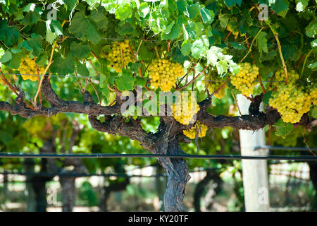 Chardonnay à Swan Valley Banque D'Images