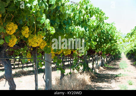 Chardonnay à Swan Valley Banque D'Images