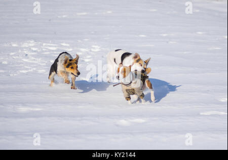 Les chiens de race mixte chien basenji attaque tout en jouant sur une neige fraîche Banque D'Images