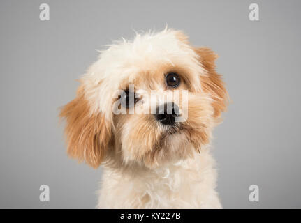 Portrait d'un Cavoodle (également connu sous le nom de Cavapoo), homme, 8 mois, Royaume-Uni. Banque D'Images