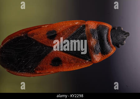 La photo montre un feu Bug (Pyrrhocoris apterus) isolé sur fond bleu et vert. Mega macro shot. Banque D'Images