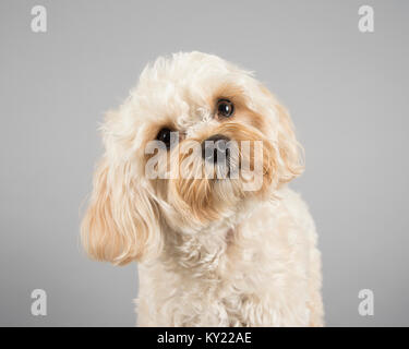 Cavapoo (couleur abricot) chien, 1,5 ans, femme, Royaume-Uni Banque D'Images