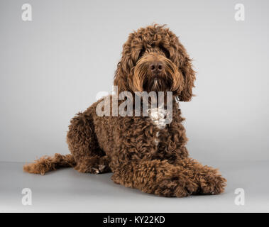 Sproodle - Springer Spaniel Poodle mix, photographié au Royaume-Uni. Banque D'Images