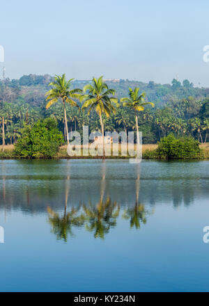 Trois cocotiers et leur réflexion vu dans les backwaters calme à Madkai, Goa, Inde Banque D'Images