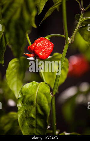 Carolina Reaper piment plus chaude dans le monde. Fermer -jusqu'ti le fruit et la plante Banque D'Images