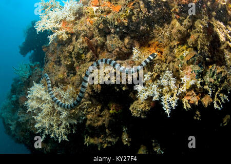 Mer Krait, bagués, ou la mer Jaune-labiés (Laticauda colubrina) Krait, venoumous serpent de mer, Sabang beach, Mindoro, Philippines, l'océan Pacifique, l'Asie Banque D'Images