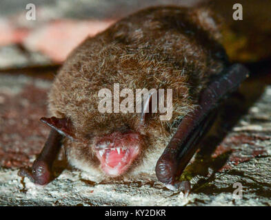 Oder, Allemagne. 12Th Jan, 2018. Un de Daubenton (Myotis daubentonii) montre ses dents pointues dans une ancienne brasserie à Francfort sur l'Oder, Allemagne, 12 janvier 2018. Équipé de lampes, des échelles, des miroirs et des blocs-notes, les conservationnistes descendre dans les ruines souterraines d'une ancienne brasserie de compter les chauves-souris hibernantes. L'ancienne brasserie a été placé sous la protection de la nature il y a 14 ans et a depuis servi de la plus grande place d'hibernation pour les chauves-souris en Allemagne. Chaque année, entre 600 et 700 les chauves-souris hibernent dans l'ancienne brasserie. Dpa : Crédit photo alliance/Alamy Live News Banque D'Images