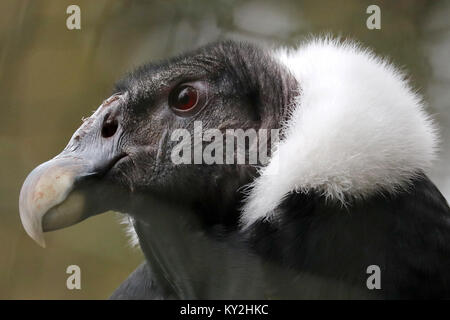 Nuremberg, Allemagne. 12Th Jan, 2018. Un condor des Andes (Vultur gryphus) assis dans sa cage au zoo de Nuremberg, Allemagne, 12 janvier 2018. Crédit : Daniel Karmann/dpa/Alamy Live News Banque D'Images