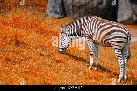 Zebra, Equus quagga, le pâturage, Zoo de l'Australie, Queensland, Australie Beerwah Banque D'Images