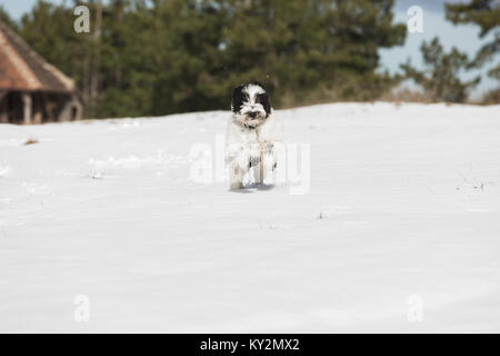 Heureux Tibetan terrier puppy tournant dans la neige, selective focus, espace blanc Banque D'Images