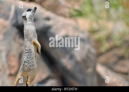 Meerkat Zoo de l'Australie, Queensland, Australie, Beerwah Banque D'Images