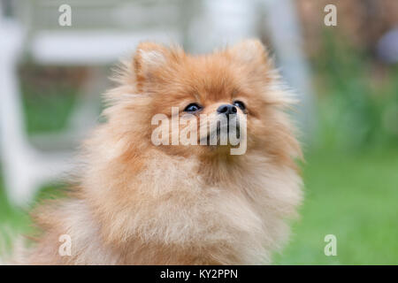 SpitzGerman.Spitz Spitz magnifique chien. Spitz allemand n le parc sur un fond d'herbe verte. Banque D'Images