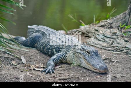 Alligator Alligator mississippiensis, Australie, Zoo, Beerwah, Queensland, Australie Banque D'Images