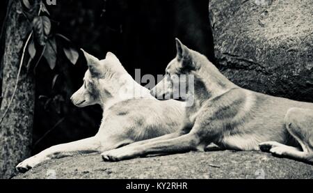 Les dingos, Canis lupus dingo, reposant sur de gros rochers de granit, Zoo de l'Australie, Queensland, Australie, Beerwah Banque D'Images