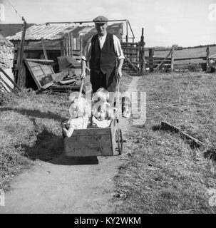 Années 1950, tableau historique d'un agriculteur dans un gilet et d'une télévision à l'extérieur de son fram sur une piste en poussant son ses trois jeunes enfants dans une petite brouette fait-main, England, UK. Banque D'Images