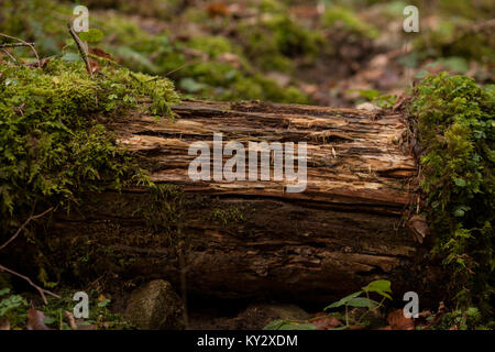 Vieux morceau de bois morts couverts de mousse dans la forêt Banque D'Images
