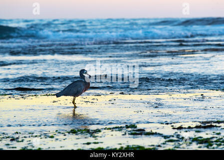 Un oiseau d'eau à face blanche australienne Heron (Egretta novaehollandiae) se nourrissant dans un rockpool océanique près de Sydney juste avant l'aube Banque D'Images