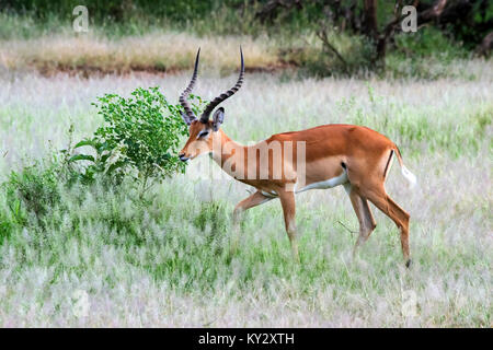 Vue latérale d'un mâle Impala (Aepyceros melampus). Photographié en Afrique, Tanzanie, Lake Manyara National Park, Banque D'Images