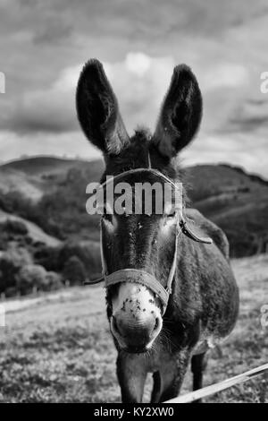 Âne en noir et blanc Banque D'Images