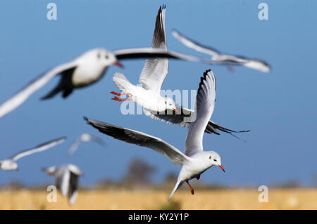 Israël, les plaines côtières, Mouette rieuse (Larus ridibundus) planant au-dessus des étangs à poissons en recherche de fish Banque D'Images