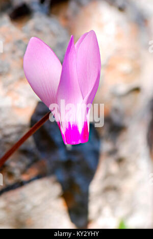 Close up of a Persian Violet Cyclamen persicum Banque D'Images