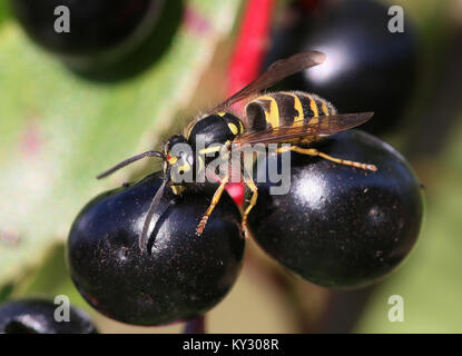 Politique européenne de guêpes (Vespula Vulgaris) se nourrissent de baies noires Banque D'Images