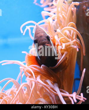 La Cannelle du Pacifique ou d'incendie poissons clowns (Amphiprion melanopus), a.k.a poisson clown rouge et noir. Banque D'Images