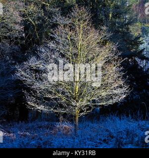 Les gelées de début des premiers signes de l'hiver sur le domaine de Cannock Chase beauté naturelle exceptionnelle à la fin de l'automne Staffordshire Banque D'Images