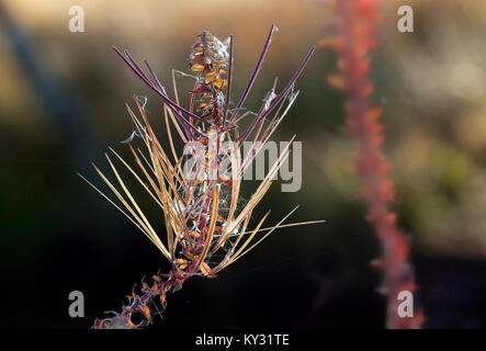 La flore sauvages avec Rosebay Willowherb avec de superbes feuilles pourpre et l'or de et blanc crème seedheads dans la soirée la lumière à l'automne sur Cannock Chas Banque D'Images