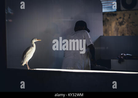 Grand Héron blanc (EGRET) regarder sur le marché de la rue des poissonniers, à Victoria, Mahé, Seychelles Banque D'Images