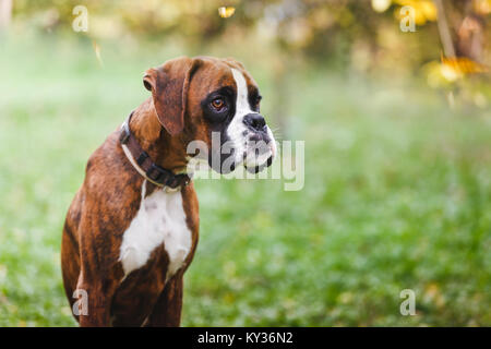 Portrait of brown boxer chiot assis sur l'herbe dans le parc Banque D'Images
