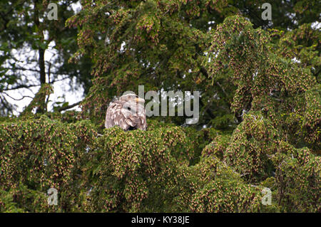 La pygargue perchée sur un arbre et de repos. Banque D'Images