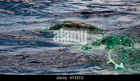 Une tortue caouanne piégés dans un filet de pêche en plastique dans l'océan Atlantique est sauvé et libéré par des marins sur le passage du bateau à voile. Banque D'Images