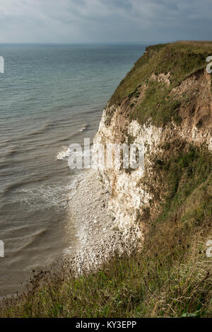 Les falaises de craie hautes à Flamborough Head, North Yorkshire, Angleterre. Banque D'Images