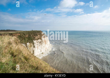 Les falaises de craie hautes à Flamborough Head, North Yorkshire, Angleterre. Banque D'Images