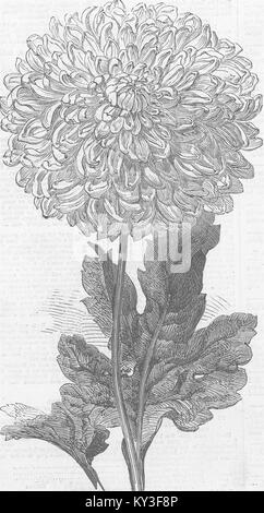 LONDON Vesta Temple Gdns chrysanthème, 1858. Illustrated London News Banque D'Images