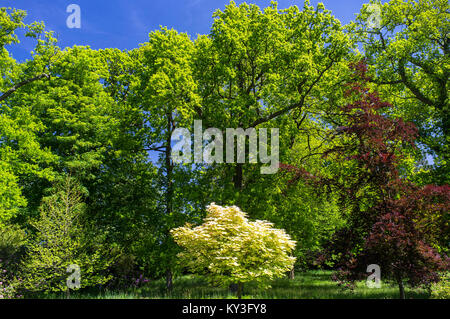 ACER PSEUDOPLATANUS 'BRILLIANTISSIMUM' WOODLAND GLADE Banque D'Images