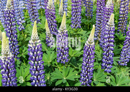 Le gouverneur 'LUPIN' - Lupinus polyphyllus Banque D'Images