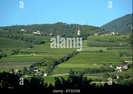 Vigne à Bressano/Brixen, Trentino-Alto Adige, Italie. 8 août 2016 © Wojciech Strozyk / Alamy Stock Photo Banque D'Images